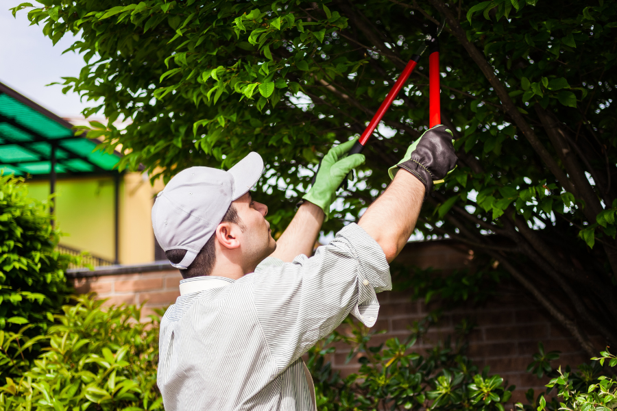 Employee trimming tree branches: Tree Care